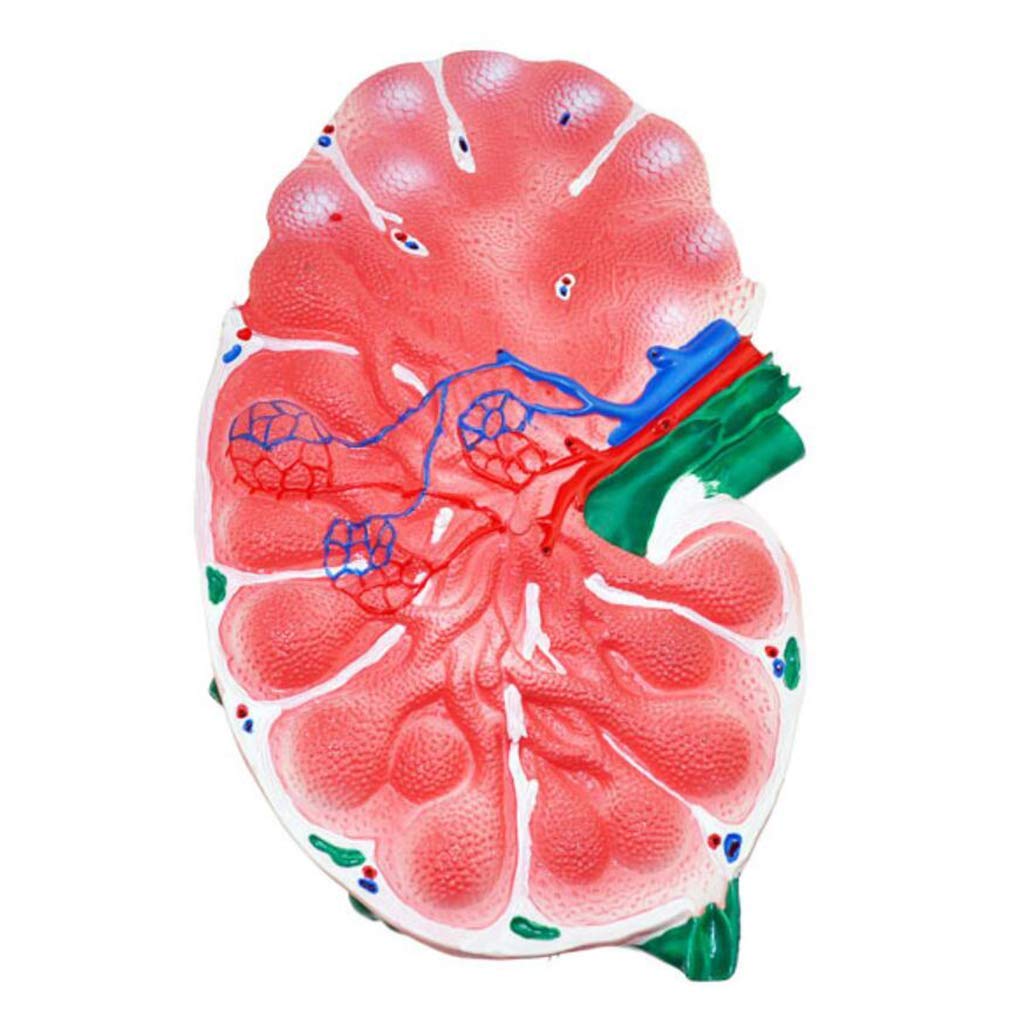 Amazon.co.jp: リンパ節モデル-科学教室における高級絵画解剖、教育